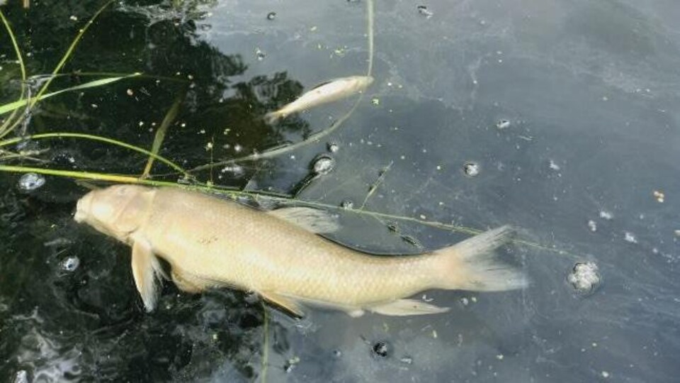 Un poisson mort flottant à la surface d'un cours d'eau.