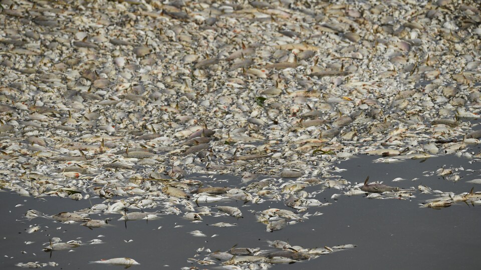 Des poissons morts flottent à la surface d'une rivière.