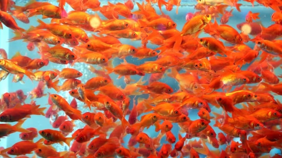 Des poissons rouges.