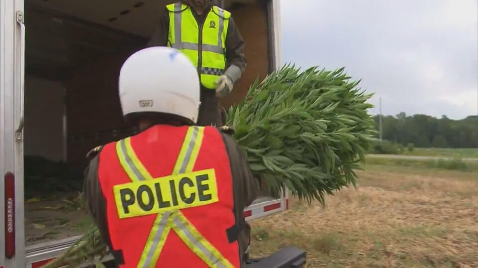 Un policier tient des plants de cannabis illégal dans ses bras.