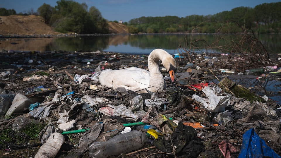 Un cygne tente de nager dans une rivière remplie de déchets plastiques.