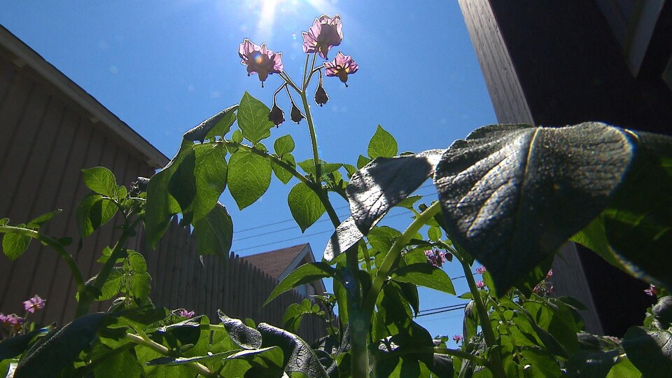 Un plant de pommes de terre en contre-plongée.