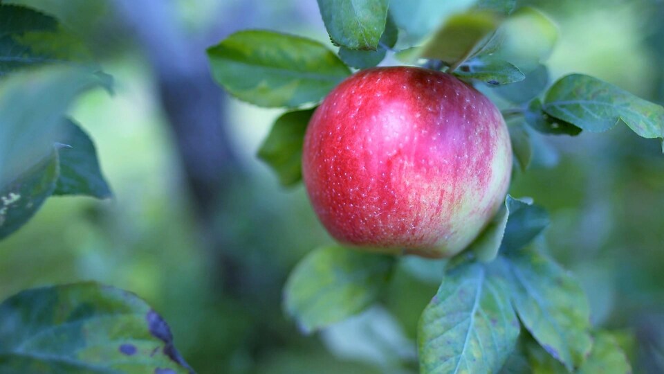 Une pomme rouge dans un arbre.
