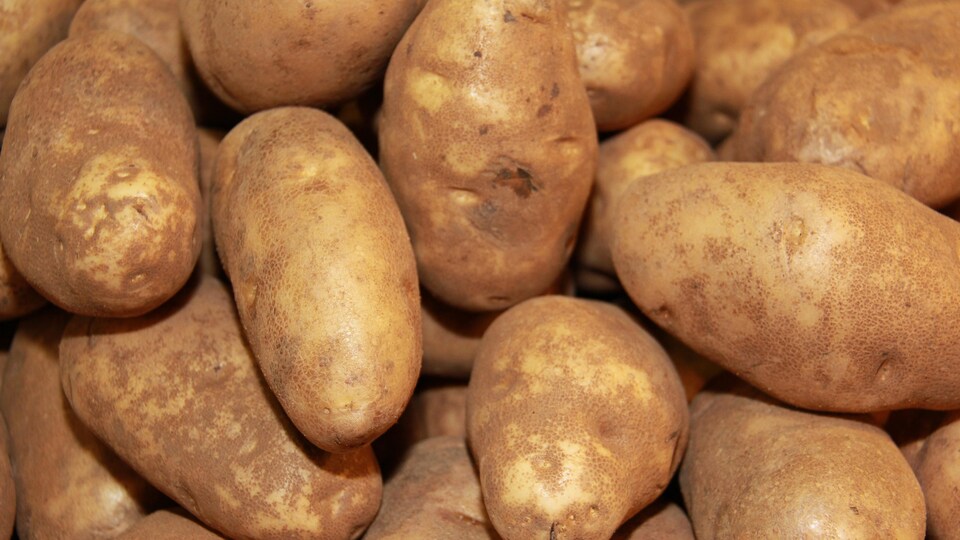 Climat La Pomme De Terre Canadienne En Danger Radio Canada Ca