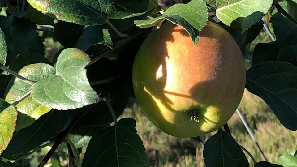 Pomme en gros plan.