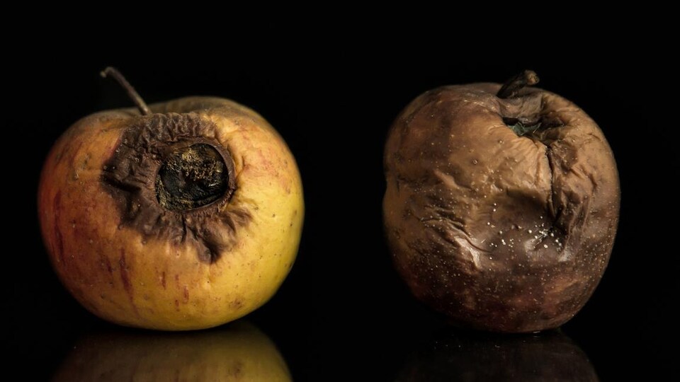 Deux pommes pourries.