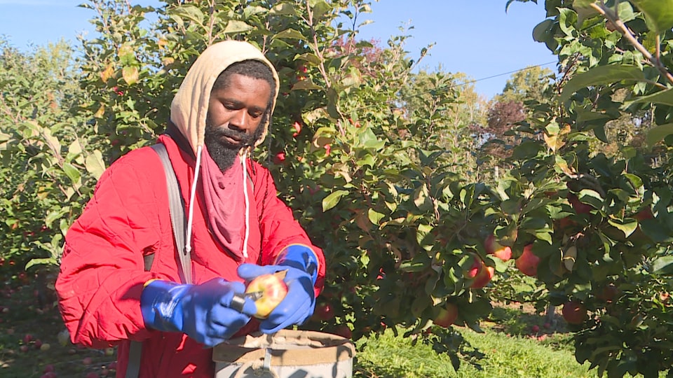 Un homme cueille des pommes dans un verger.
