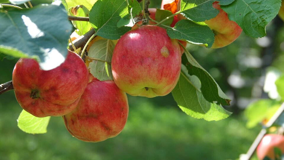 L’aventure familiale du verger Haut Tilley Road