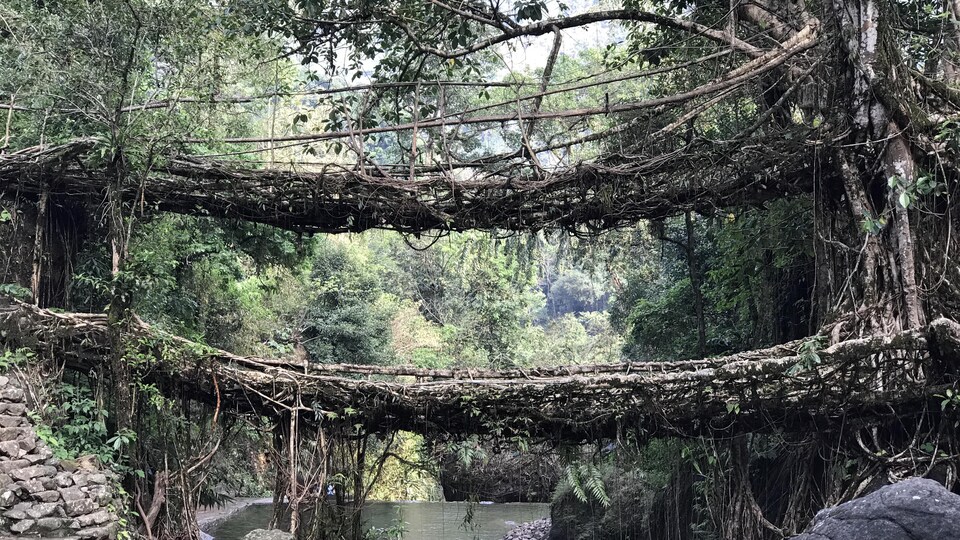 Le double pont de racines du village de Nongriat est une des merveilles architecturales de la tribu khasi. La structure aurait plus de 200 ans. 
