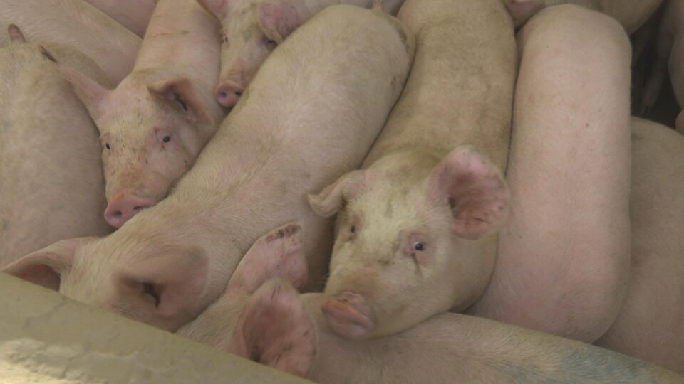 Des porcs dans une ferme de Saint-Épiphane au Bas-Saint-Laurent. 