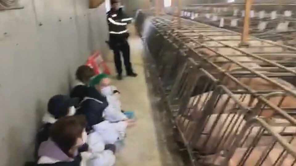 Des militants antispécistes assis par terre près de porcs.