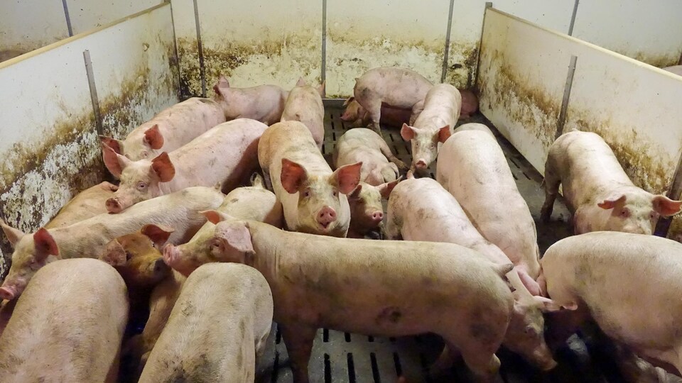 Une quinzaine de porcelets dans un enclos.
