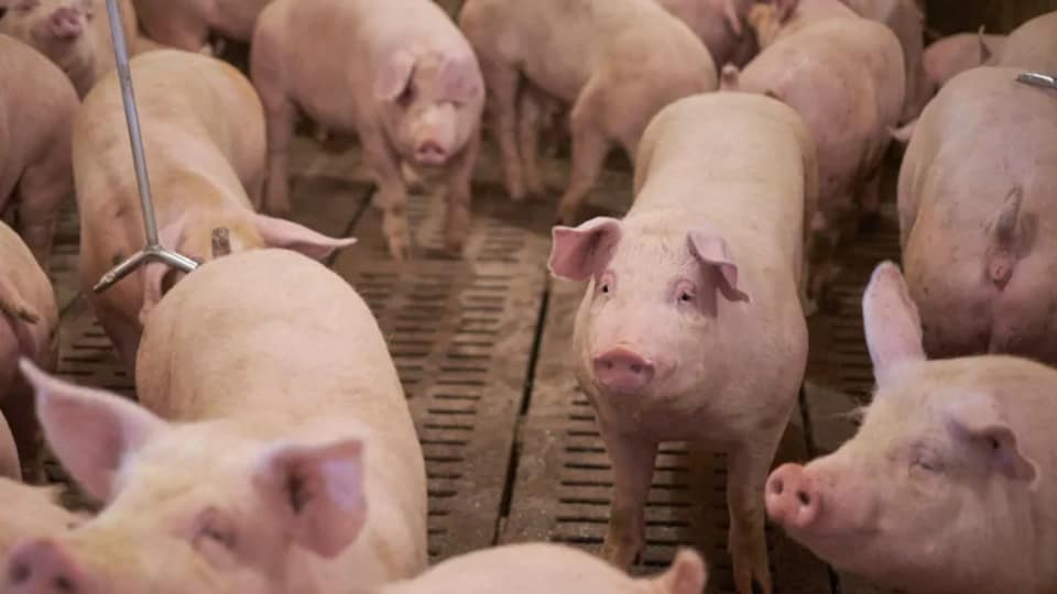 De nombreux jeunes porcs rassemblés.