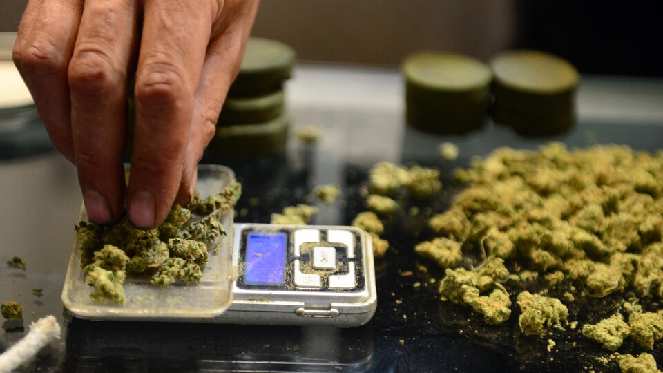 Un vendeur pèse des cocottes séchées de cannabis sur un petit appareil électronique.