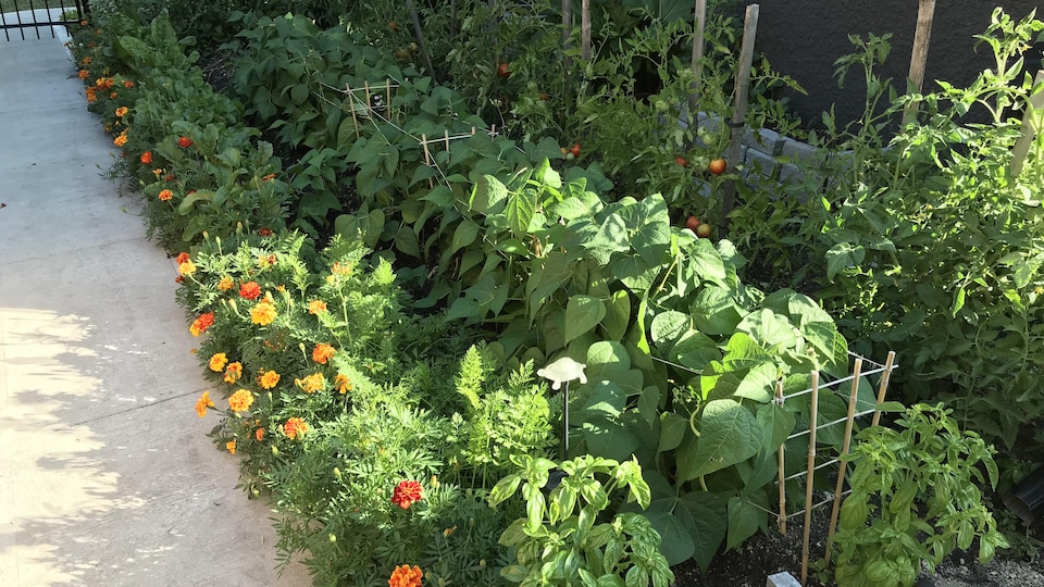 Le potager de Colombe Fortin