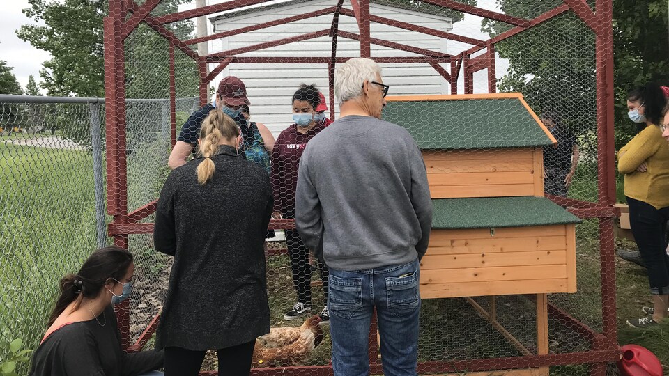 Su0027occuper de poules pour augmenter son autonomie  Radio-Canada.ca