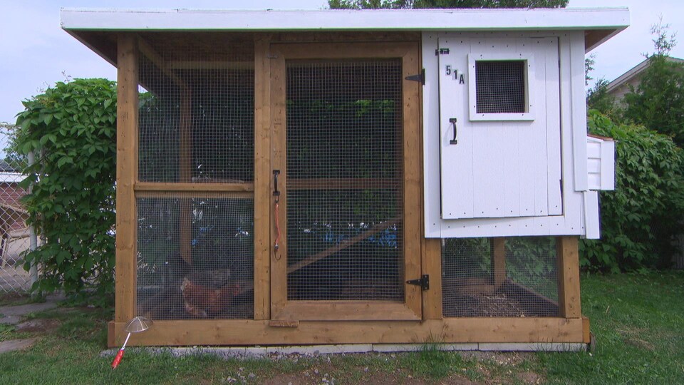 Des Poules Des Champs En Vacances En Ville à Gatineau Ici