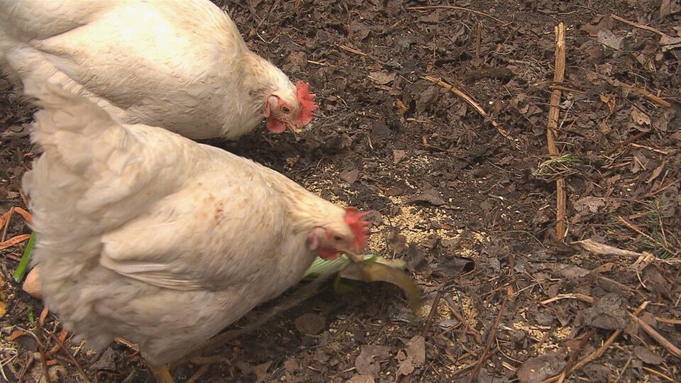 Poules blanches qui picorent.