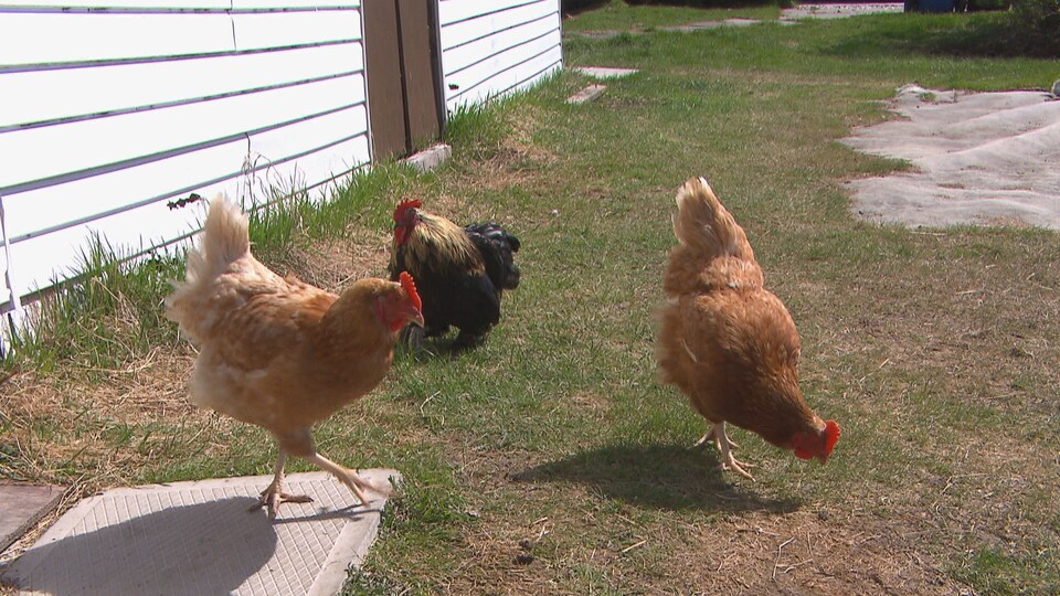 Trois poules qui picorent un terrain.
