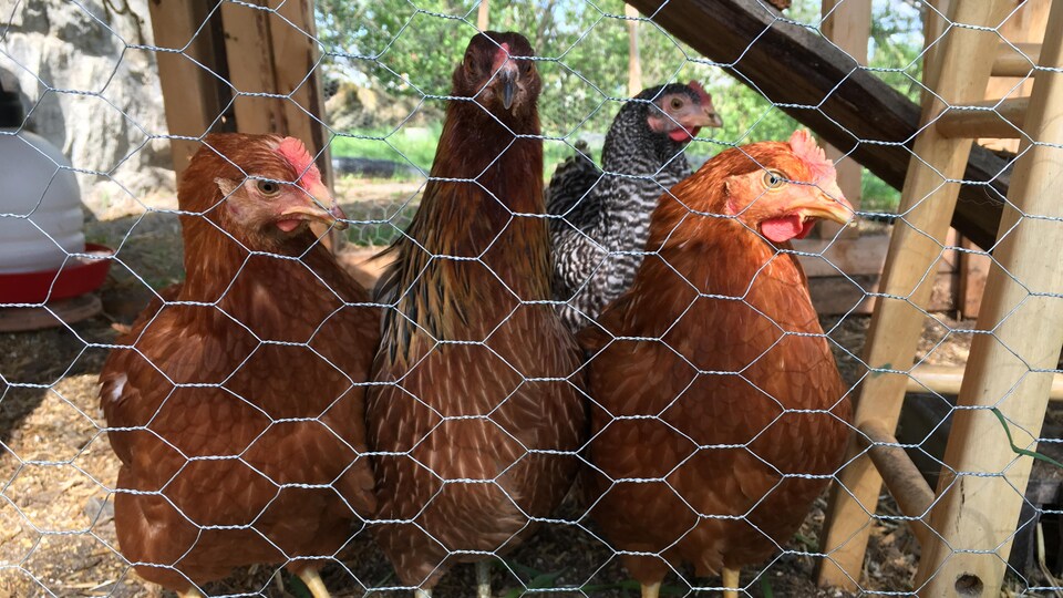 Des poules brunes marchent dans un poulailler.