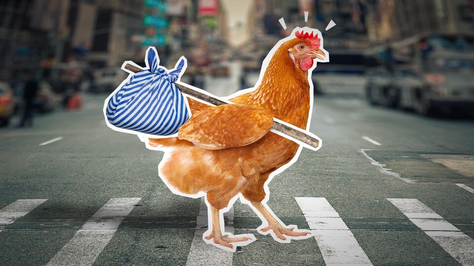 Une poule avec un baluchon traverse un passage piéton