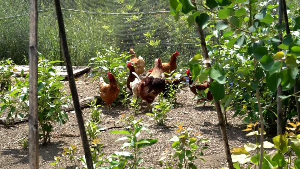 Des poules se promènent dans un jardin.