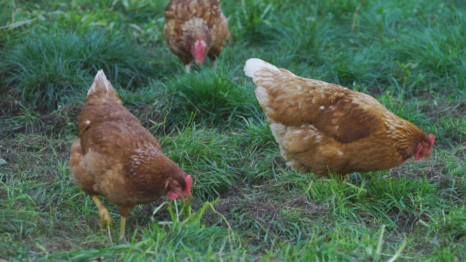 Trois poules brunes picorent dans un pré