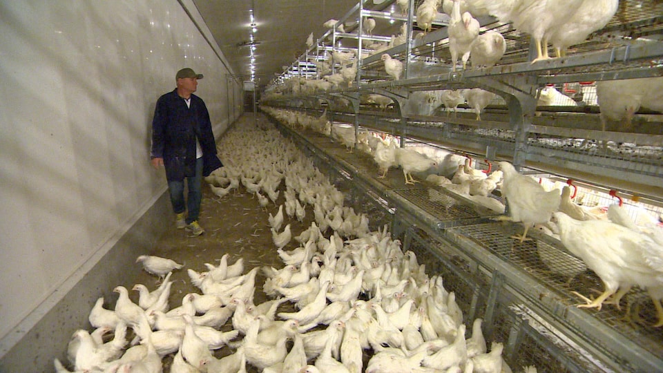 élever Ses Poules En Liberté Le Prochain Défi Des Producteurs D