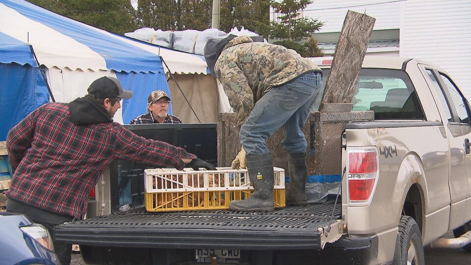 Deux hommes livrent des poules dans une camionnette.