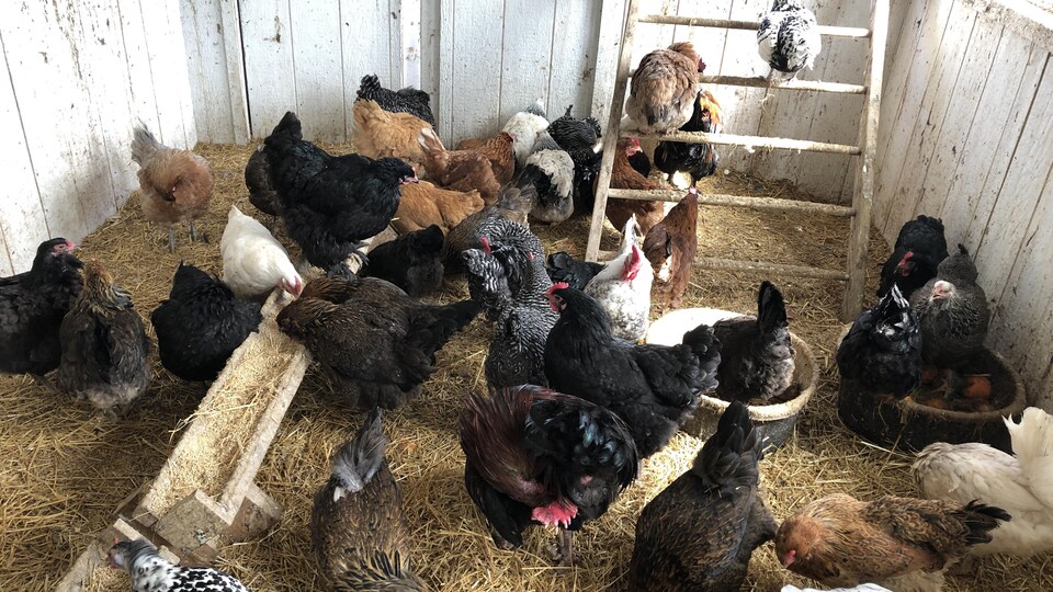 Des poules dans un enclos le 7 avril 2022.