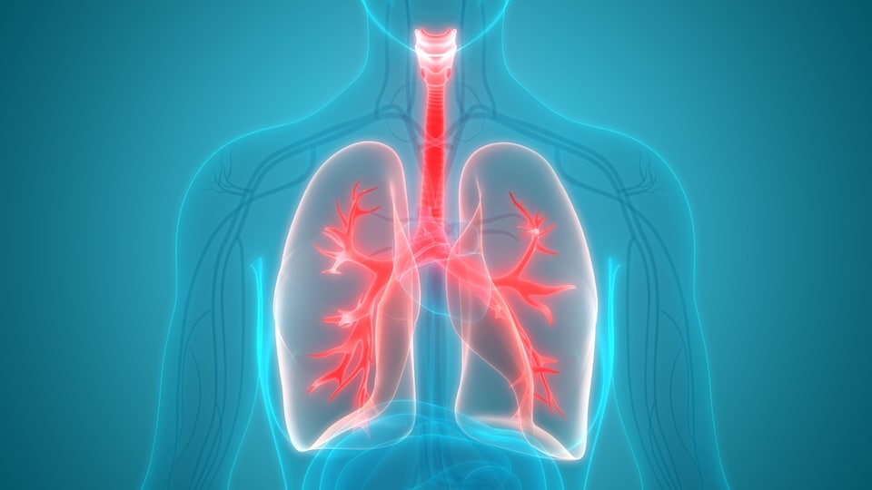 Illustration du système respiratoire humain.