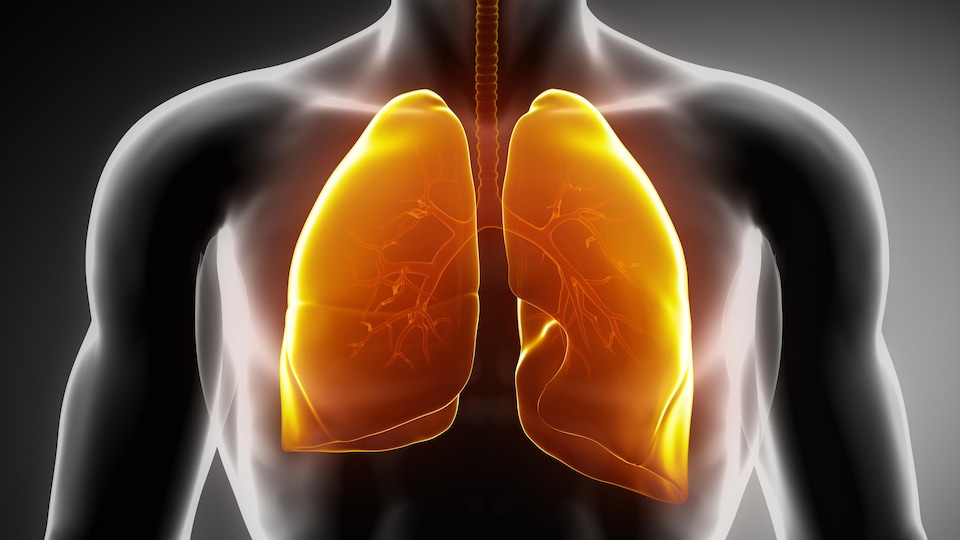Image générique de poumons