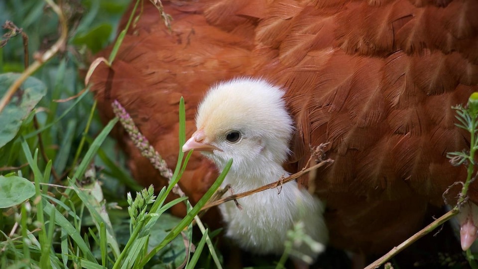 A chick emerges from the brown of a chicken