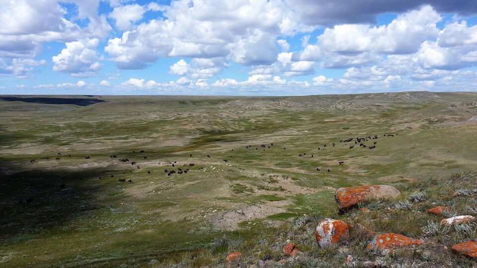 Une prairie avec des vaches au loin.