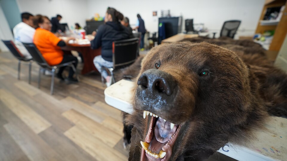 Une tête de grizzly et sa fourrure sur une table. Plusieurs personnes sont assises à une autre table en arrière-plan.
