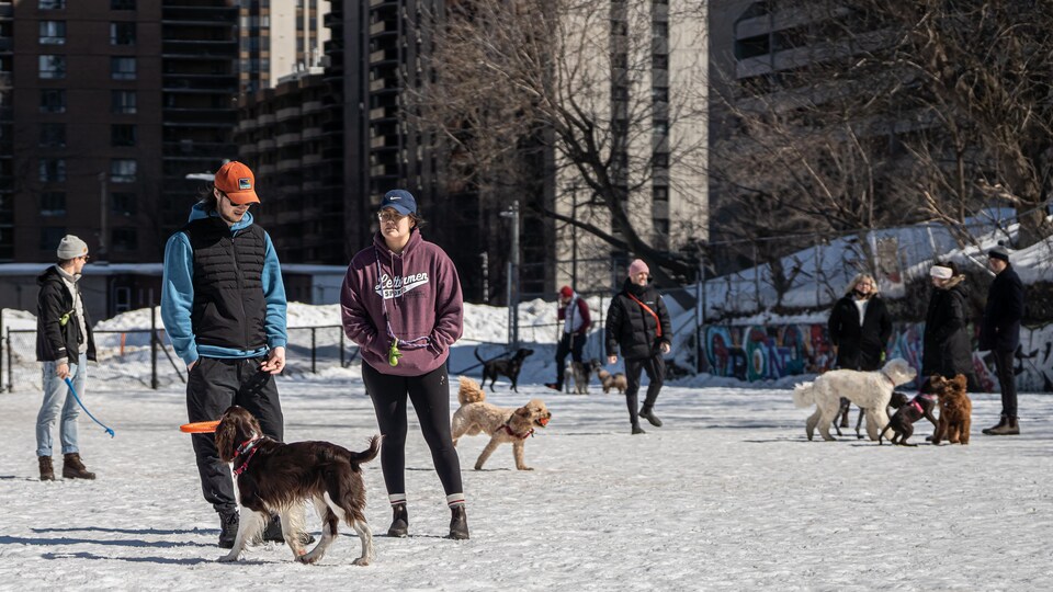 Plusieurs chiens avec leurs maîtres dans un espace clôturé.