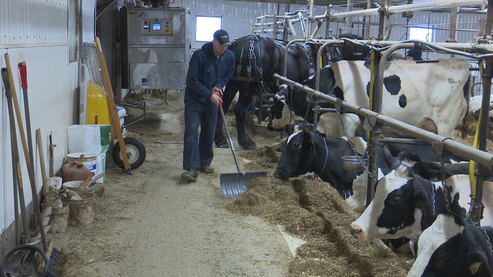 Le producteur laitier Mathieu Filion au travail sur sa ferme laitière.