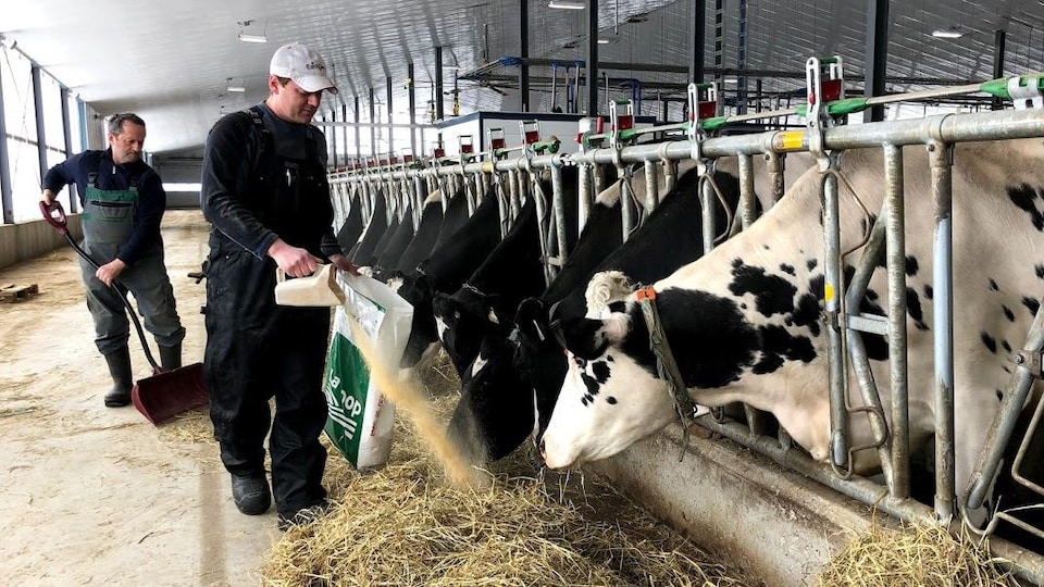 Deux hommes nourrissent des vaches dans une ferme de l'Ontario.