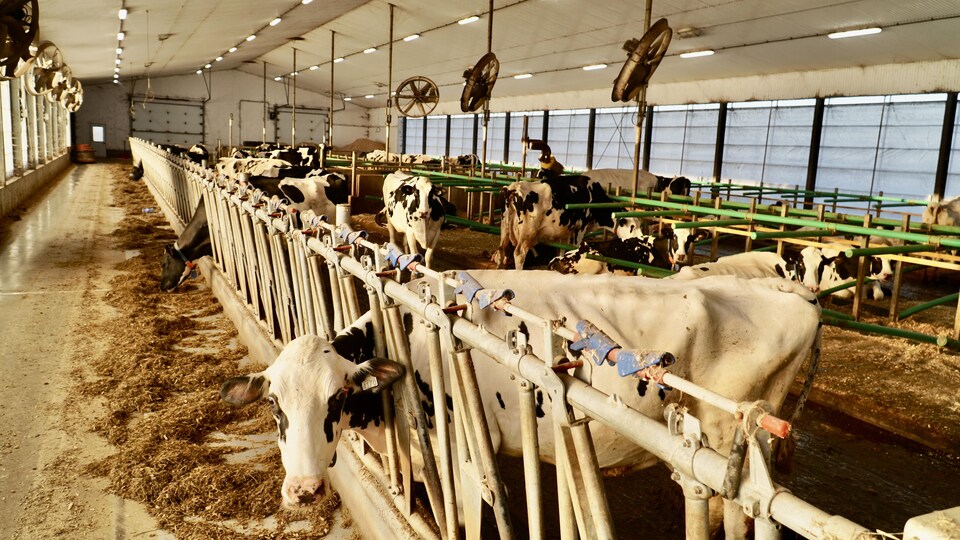Des vaches laitières dans une ferme.