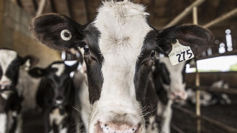 Des vaches noires et blanches dans une étable