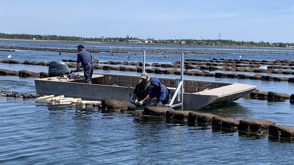 Production d'huîtres dans la baie de Lamèque