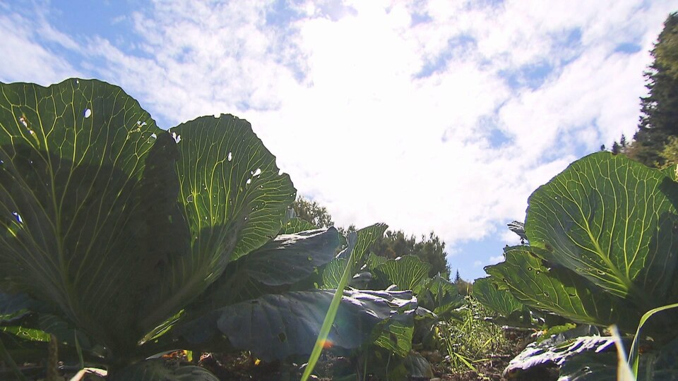Des légumes poussant dans un champ.