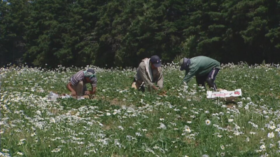 Des travailleurs agricoles dans un champ dans le sud-ouest de l'Ontario.
