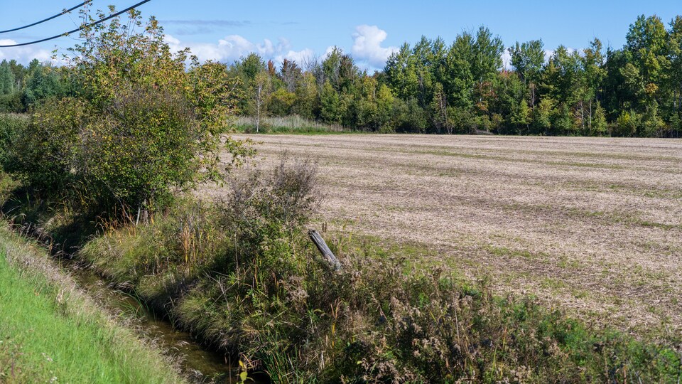 Un terrain agricole entouré d'arbres.