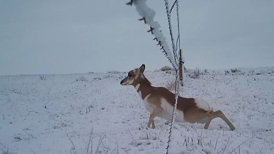 Une antilocapre qui travers sous une clôture.