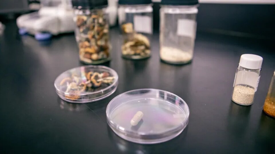 Des champignons, de la poudre et un comprimé dans de petits contenants en plastique.