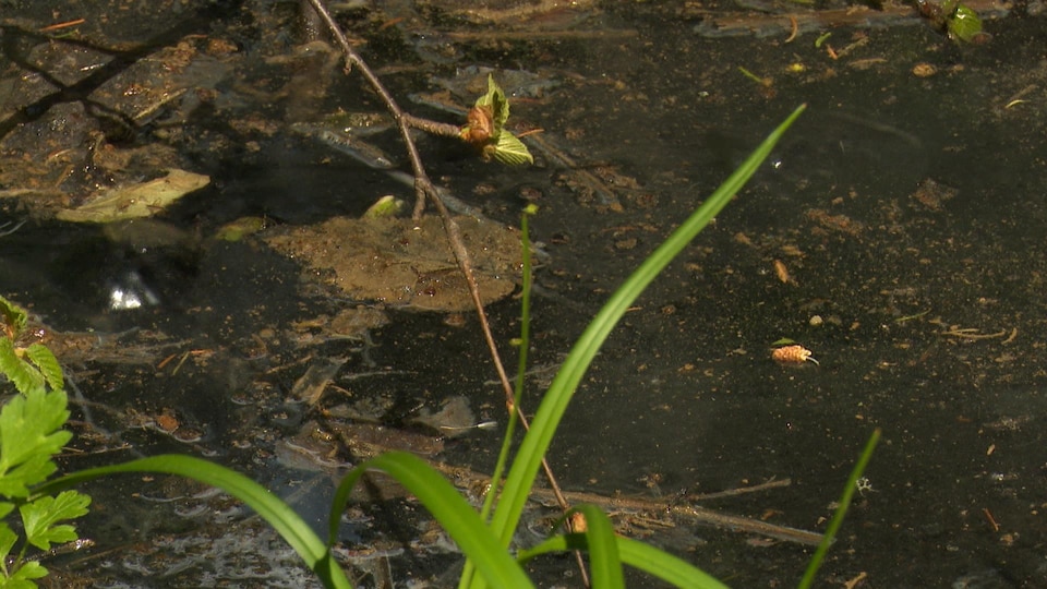 Fuite de méthane d'un puits abandonnés dans la forêt à quelques mètres d'un quartier résidentiel à Gaspé