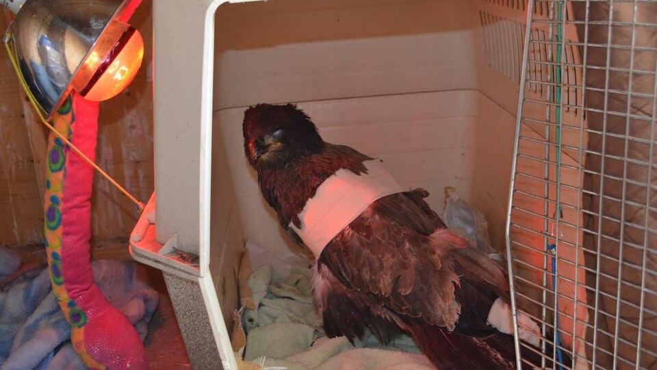 Un oiseau dans un cage réchauffée par une lampe.