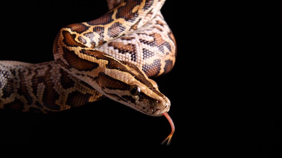 Un python birman.