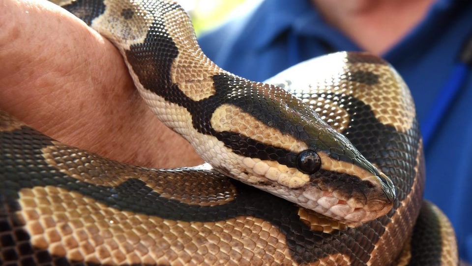 Un gros python entortillé autour du bras d'un homme.